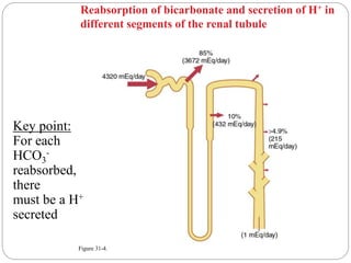 Figure 31-4.
Key point:
For each
HCO3
-
reabsorbed,
there
must be a H+
secreted
Reabsorption of bicarbonate and secretion of H+ in
different segments of the renal tubule
 