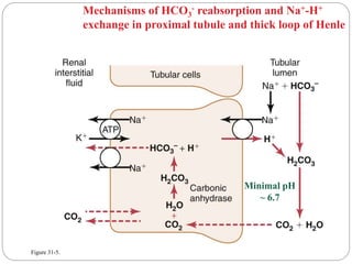 Figure 31-5.
Mechanisms of HCO3
- reabsorption and Na+-H+
exchange in proximal tubule and thick loop of Henle
Minimal pH
~ 6.7
 