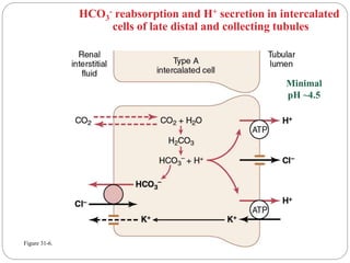 HCO3
- reabsorption and H+ secretion in intercalated
cells of late distal and collecting tubules
Figure 31-6.
Minimal
pH ~4.5
 