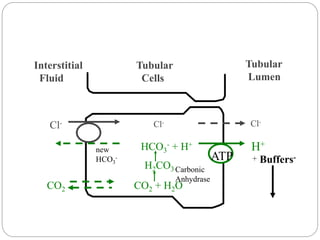 Interstitial
Fluid
Tubular
Cells
Tubular
Lumen
+ Buffers-
H+
HCO3
- + H+
H2CO3
CO2 + H2O
CO2
Carbonic
Anhydrase
Cl- Cl- Cl-
ATP
new
HCO3
-
 