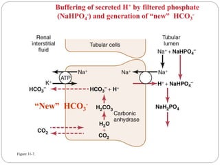 Figure 31-7.
Buffering of secreted H+ by filtered phosphate
(NaHPO4
-) and generation of “new” HCO3
-
“New” HCO3
-
 