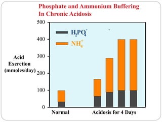Acid
Excretion
(mmoles/day)
0
100
200
300
400
500
H2PO
4
- -
NH4
+
Normal Acidosis for 4 Days
Phosphate and Ammonium Buffering
In Chronic Acidosis
 