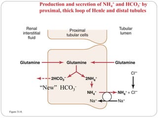 Figure 31-8.
“New” HCO3
-
Production and secretion of NH4
+ and HCO3
- by
proximal, thick loop of Henle and distal tubules
 