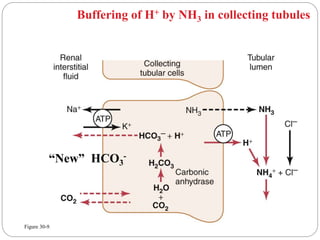 Figure 30-9.
Buffering of H+ by NH3 in collecting tubules
“New” HCO3
-
 