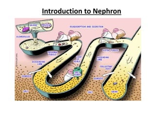 Introduction to Nephron
 