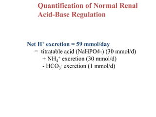 Quantification of Normal Renal
Acid-Base Regulation
Net H+ excretion = 59 mmol/day
= titratable acid (NaHPO4-) (30 mmol/d)
+ NH4
+ excretion (30 mmol/d)
- HCO3
- excretion (1 mmol/d)
 