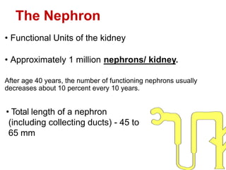 The Nephron
• Functional Units of the kidney
• Approximately 1 million nephrons/ kidney.
After age 40 years, the number of functioning nephrons usually
decreases about 10 percent every 10 years.
• Total length of a nephron
(including collecting ducts) - 45 to
65 mm
 