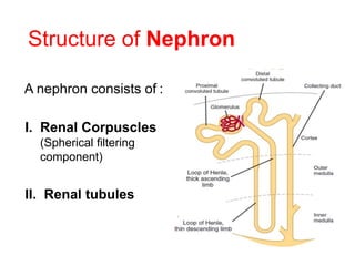 Structure of Nephron
A nephron consists of :
I. Renal Corpuscles
(Spherical filtering
component)
II. Renal tubules
 
