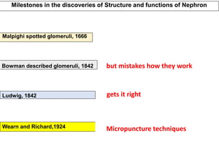 Bowman described glomeruli, 1842
Ludwig, 1842
Wearn and Richard,1924
Malpighi spotted glomeruli, 1666
Milestones in the discoveries of Structure and functions of Nephron
Micropuncture techniques
but mistakes how they work
gets it right
 