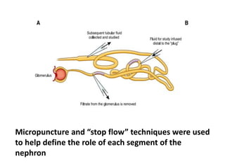 Micropuncture and “stop flow” techniques were used
to help define the role of each segment of the
nephron
 