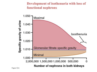 Figure 32-6
Development of isothenuria with loss of
functional nephrons
 