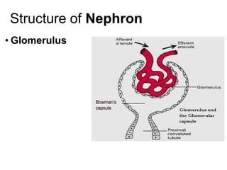 Structure of Nephron
• Glomerulus
 