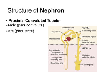 Structure of Nephron
• Proximal Convoluted Tubule–
▪early (pars convoluta)
▪late (pars recta)
 