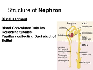 Structure of Nephron
 