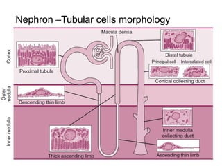 Nephron –Tubular cells morphology
 