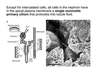 Except for intercalated cells, all cells in the nephron have
in the apical plasma membrane a single nonmotile
primary cilium that protrudes into tubule fluid.
 