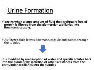 Urine Formation
begins when a large amount of fluid that is virtually free of
protein is filtered from the glomerular capillaries into
Bowman’s capsule.
As filtered fluid leaves Bowman’s capsule and passes through
the tubules
it is modified by reabsorption of water and specific solutes back
into the blood or by secretion of other substances from the
peritubular capillaries into the tubules
 