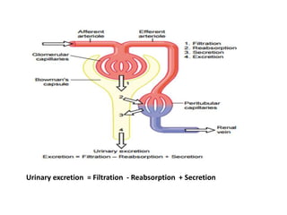 Urinary excretion = Filtration - Reabsorption + Secretion
 