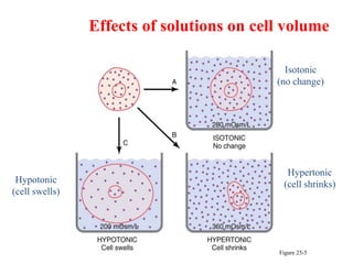 Figure 25-5
Isotonic
(no change)
Hypertonic
(cell shrinks)
Hypotonic
(cell swells)
Effects of solutions on cell volume.
 