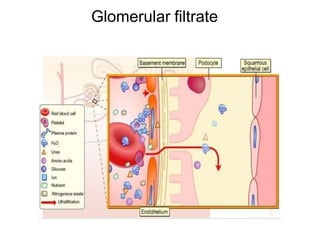 Glomerular filtrate
 