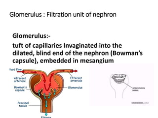 Glomerulus : Filtration unit of nephron
Glomerulus:-
tuft of capillaries Invaginated into the
dilated, blind end of the nephron (Bowman’s
capsule), embedded in mesangium
 