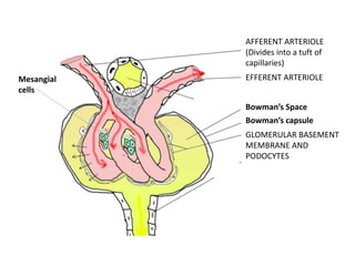 AFFERENT ARTERIOLE
(Divides into a tuft of
capillaries)
EFFERENT ARTERIOLE
Bowman’s capsule
GLOMERULAR BASEMENT
MEMBRANE AND
PODOCYTES
Bowman’s Space
Mesangial
cells
 