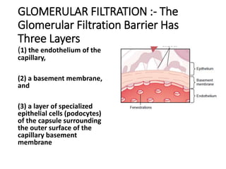 GLOMERULAR FILTRATION :- The
Glomerular Filtration Barrier Has
Three Layers
(1) the endothelium of the
capillary,
(2) a basement membrane,
and
(3) a layer of specialized
epithelial cells (podocytes)
of the capsule surrounding
the outer surface of the
capillary basement
membrane
 