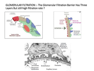GLOMERULAR FILTRATION :- The Glomerular Filtration Barrier Has Three
Layers But still high filtration rate ?
 