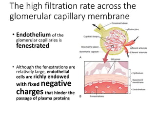 The high filtration rate across the
glomerular capillary membrane
• Endothelium of the
glomerular capillaries is
fenestrated
• Although the fenestrations are
relatively large, endothelial
cells are richly endowed
with fixed negative
charges that hinder the
passage of plasma proteins
 