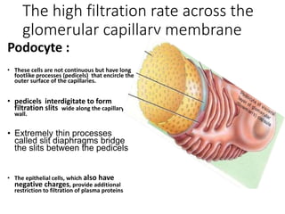 The high filtration rate across the
glomerular capillary membrane
Podocyte :
• These cells are not continuous but have long
footlike processes (pedicels) that encircle the
outer surface of the capillaries.
• pedicels interdigitate to form
filtration slits wide along the capillary
wall.
• Extremely thin processes
called slit diaphragms bridge
the slits between the pedicels
• The epithelial cells, which also have
negative charges, provide additional
restriction to filtration of plasma proteins
 