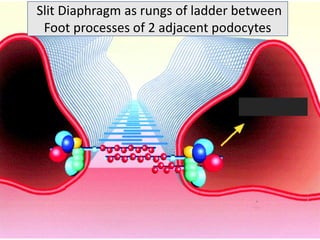 Slit Diaphragm as rungs of ladder between
Foot processes of 2 adjacent podocytes
 