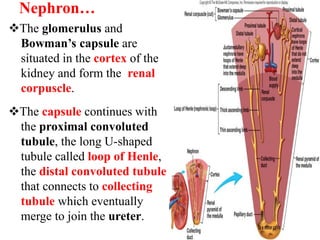 RENAL PHYSIOLOGY-1.pdf
