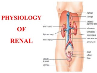 PHYSIOLOGY
OF
RENAL
 