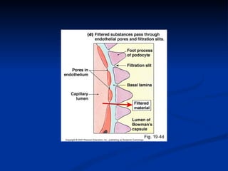 Renal physiology by Dr.Riffat | PPT