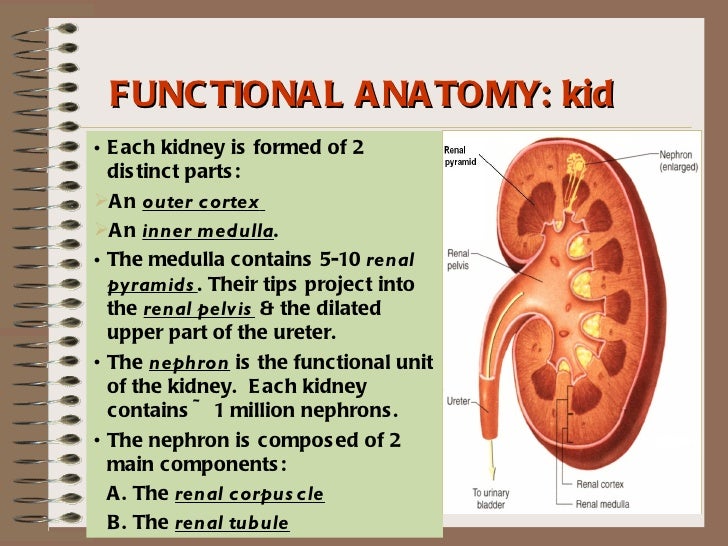 Renal physiology