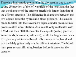 There is a hydrostatic pressure in the glomerulus due to the
strong contraction of the left ventricle of the heart and the...