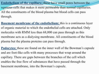 Endothelium of the capillary: these have small pores between the
sqamous cells that makes it more permeable than normal ca...
