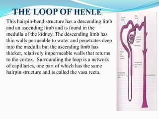 Need to know:
The loop of Henle works by making the concentration
 of the interstitial tissues of the medulla hypertonic
...
