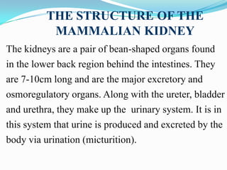 THE STRUCTURE OF THE
          MAMMALIAN KIDNEY
The kidneys are a pair of bean-shaped organs found
in the lower back regio...