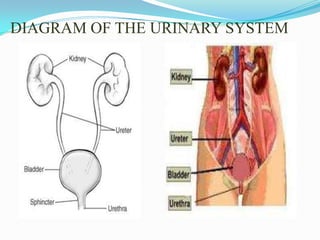 DIAGRAM OF THE URINARY SYSTEM
 