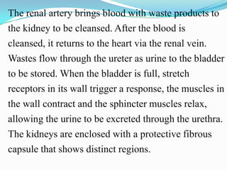 The renal artery brings blood with waste products to
the kidney to be cleansed. After the blood is
cleansed, it returns to...