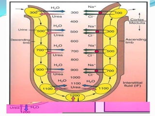 Regulation of H+ Through
                Ammonia
 The kidney is to buffer acids and
  thus to conserve fixed base
  throu...