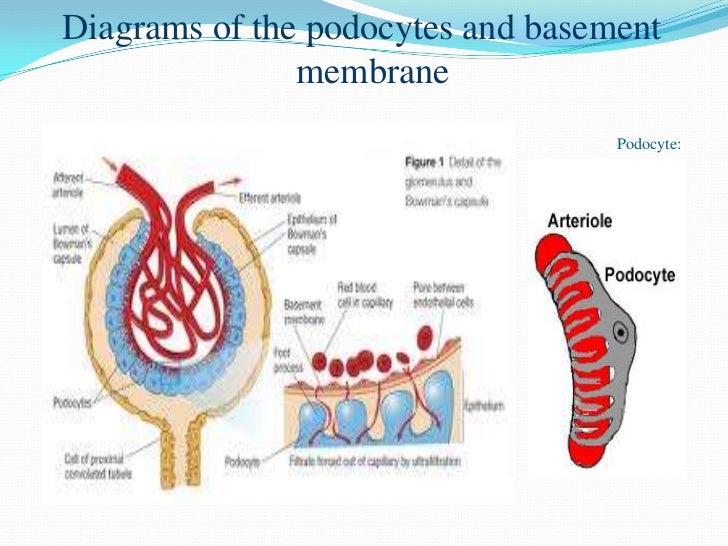 Renal Physiology
