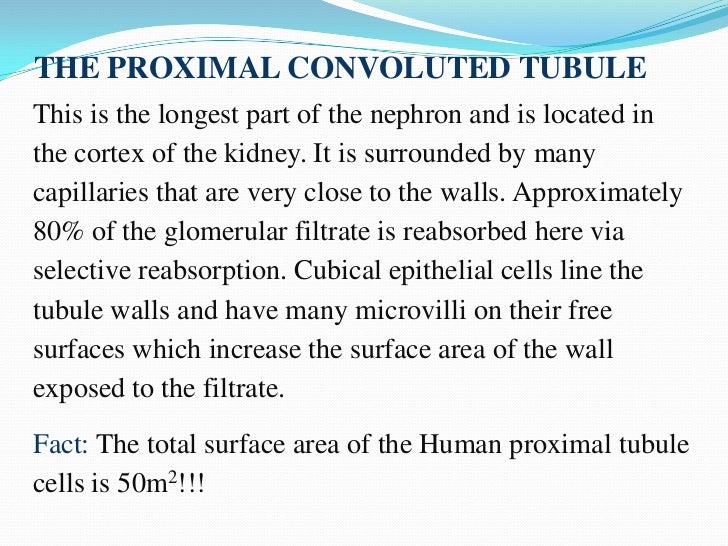Renal Physiology renal tubule cell diagrams 