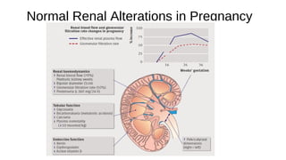 Renal physiology in pregnancy | PPT