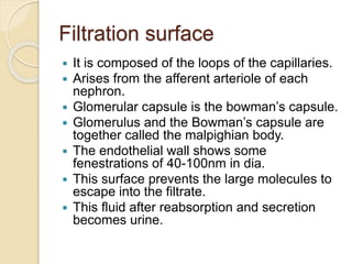 Filtration surface
 It is composed of the loops of the capillaries.
 Arises from the afferent arteriole of each
nephron.
 Glomerular capsule is the bowman’s capsule.
 Glomerulus and the Bowman’s capsule are
together called the malpighian body.
 The endothelial wall shows some
fenestrations of 40-100nm in dia.
 This surface prevents the large molecules to
escape into the filtrate.
 This fluid after reabsorption and secretion
becomes urine.
 