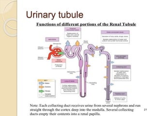 Urinary tubule
 