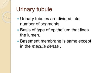 Urinary tubule
 Urinary tubules are divided into
number of segments
 Basis of type of epithelium that lines
the lumen.
 Basement membrane is same except
in the macula densa .
 