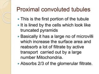 Proximal convoluted tubules
 This is the first portion of the tubule
 It is lined by the cells which look like
truncated pyramids
 Basically it has a large no of microvilli
which increase the surface area and
reabsorb a lot of filtrate by active
transport carried out by a large
number Mitochondria.
 Absorbs 2/3 of the glomerular filtrate.
 