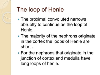 The loop of Henle
 The proximal convoluted narrows
abruptly to continue as the loop of
Henle .
 The majority of the nephrons originate
in the cortex the loops of Henle are
short .
 For the nephrons that originate in the
junction of cortex and medulla have
long loops of henle.
 